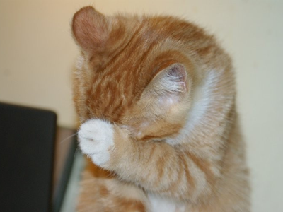 1463027113831962.png 猫咪洗脸.png
