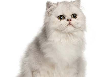 1470131863305422.jpg 波斯猫2.jpg