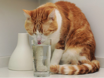 1471852310637195.jpg 猫咪喝水.jpg