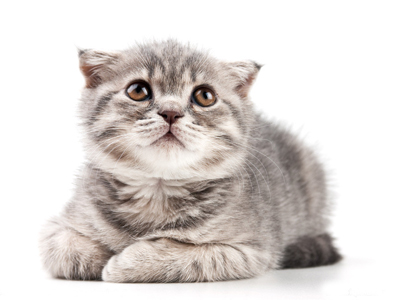 1472115905442393.jpg 猫咪.jpg