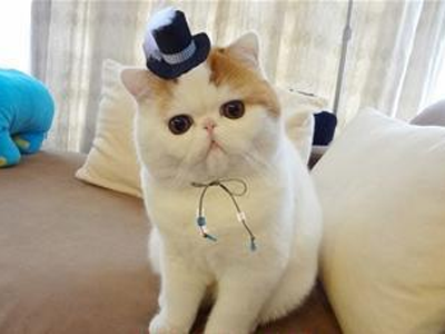 1472115931872805.png 异国短毛猫111.png