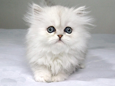 1482389440908071.jpg 波斯猫1.jpg