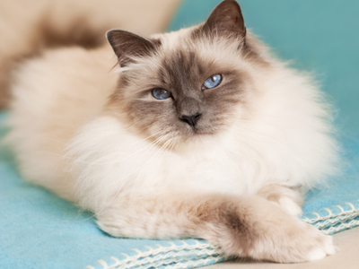 1484712751748423.jpg 伯曼猫.jpg