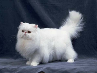 1484798140746997.png 波斯猫.png