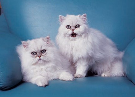 1484798189343049.jpg 金吉拉猫咪.jpg