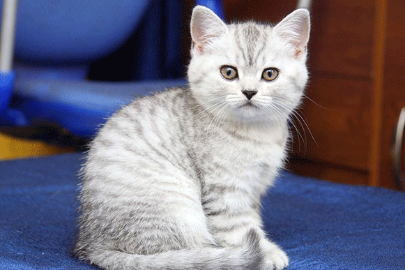 1491808457872321.gif polkjh.gif