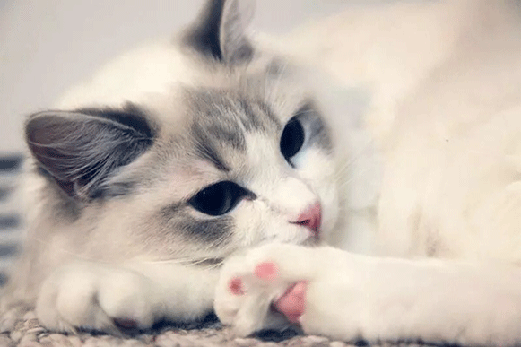 1497957591851536.gif fgdhrtf.gif