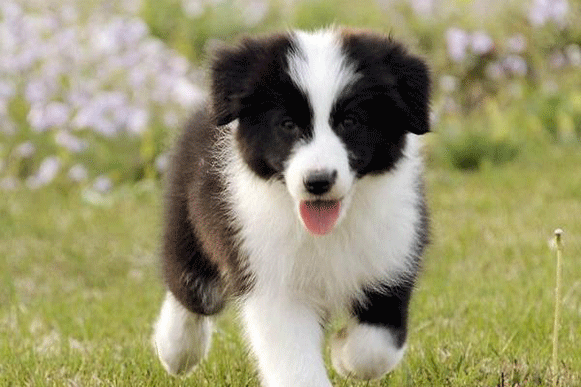 1498206472402250.gif kljjjuo.gif