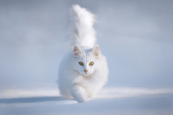 1499073842363942.gif fdsreaefg.gif